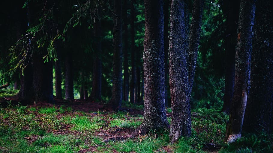 tree, forest, nature, vegetation, plant, land, outdoors, woodland HD wallpaper