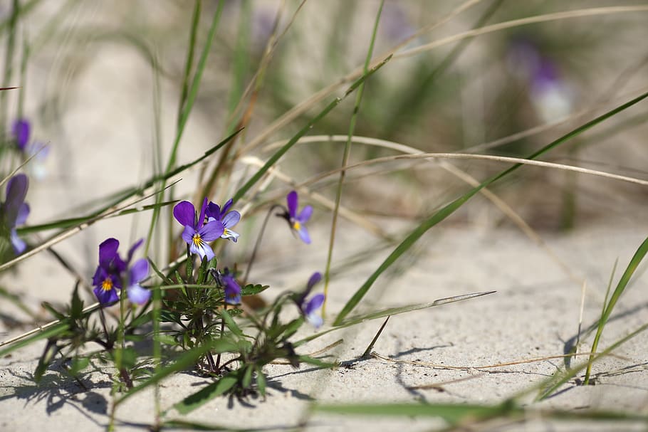 flower, sand, grass, violet, nature, summer, plant, flowering plant HD wallpaper