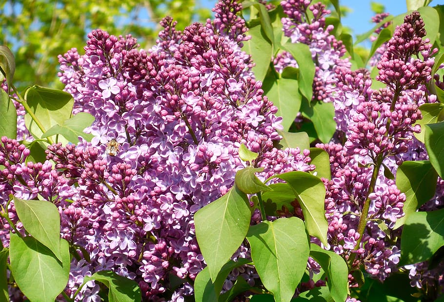 spring, lilac, syringa, flowers, garden, flowering plant, growth, HD wallpaper