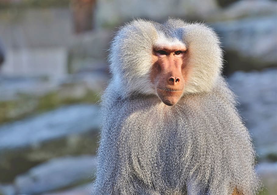 baboon, monkey, primate, animal, creature, grey, zoo, animal world HD wallpaper