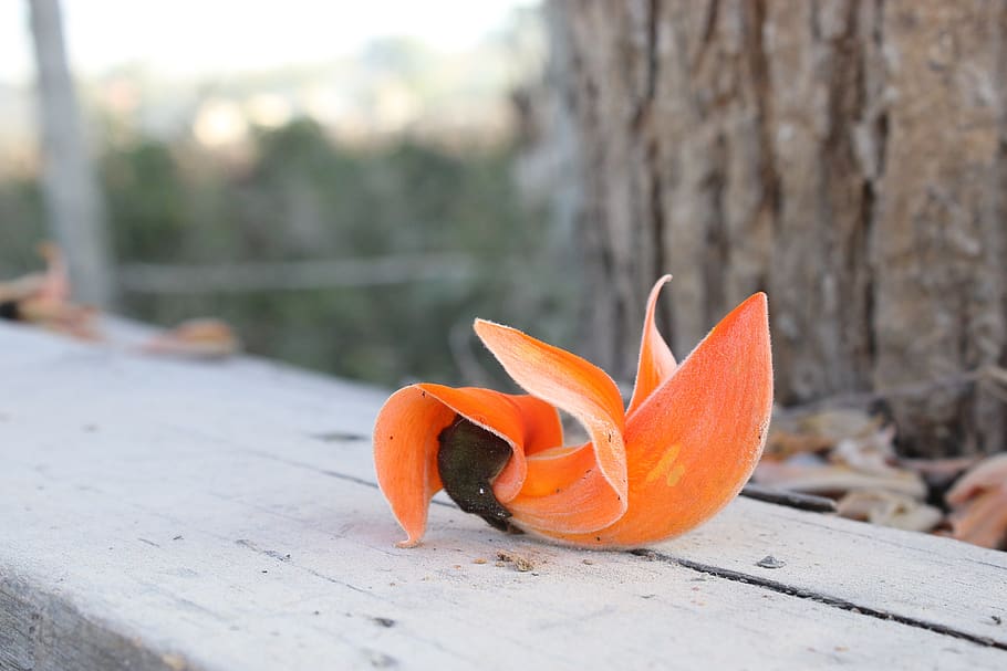 flower, tree, nice, beautiful, orange, fall, loss, season, sad HD wallpaper