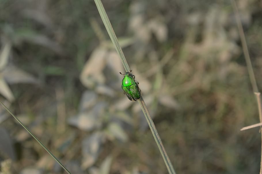 green beetle, nature, forest, insect, fauna, flora, blurred HD wallpaper