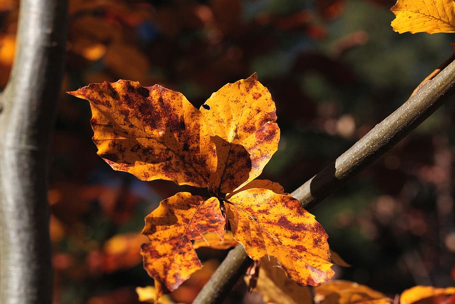 foliage, zeschłe list, beech leaves, sprig, autumn, sunny HD wallpaper