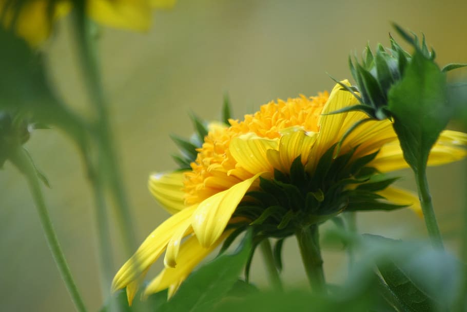 nature, flower, flora, summer, leaf, garden, petal, blooming HD wallpaper