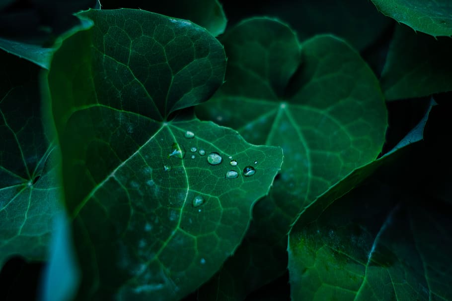green leaf, plant, flora, geranium, flower, blossom, plant part HD wallpaper