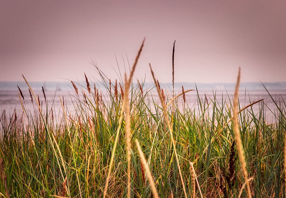 beach, grass, sea, coast, nature, plant, water, sky, tranquility, HD wallpaper