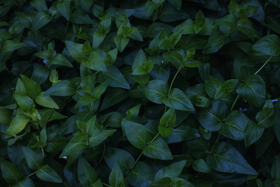 spring, nature, green, leaf, plant part, growth, green color HD wallpaper