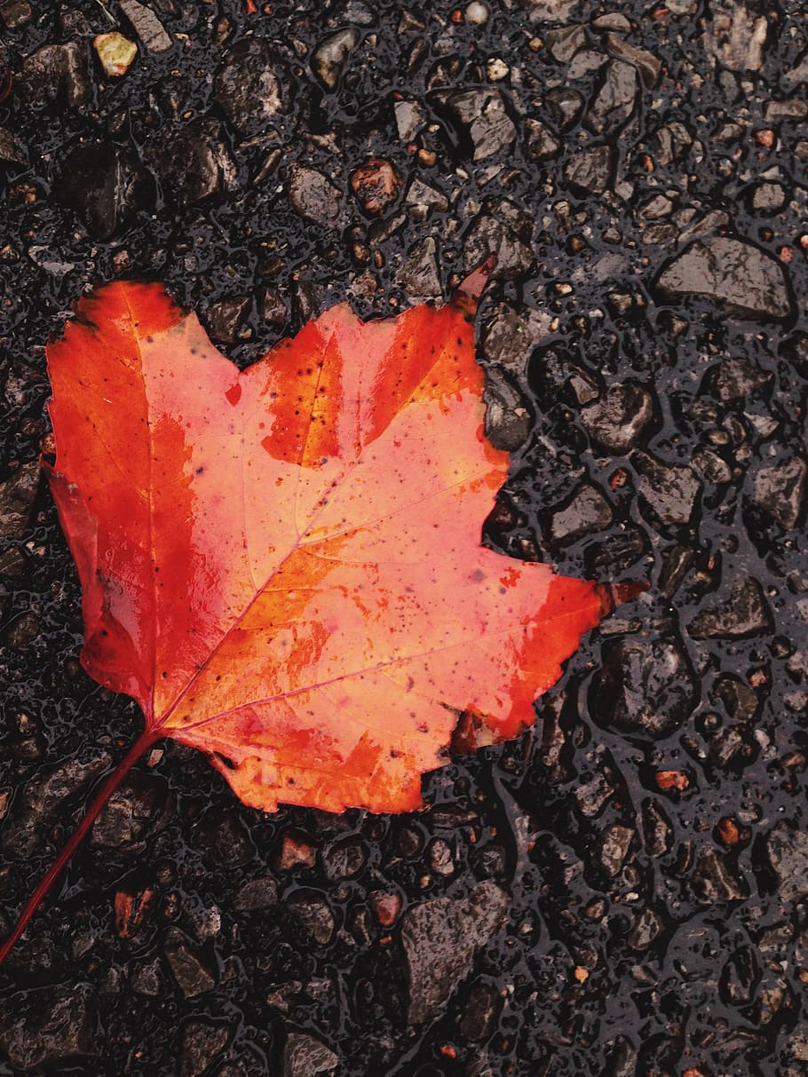 canada, plant part, leaf, autumn, nature, no people, close-up HD wallpaper