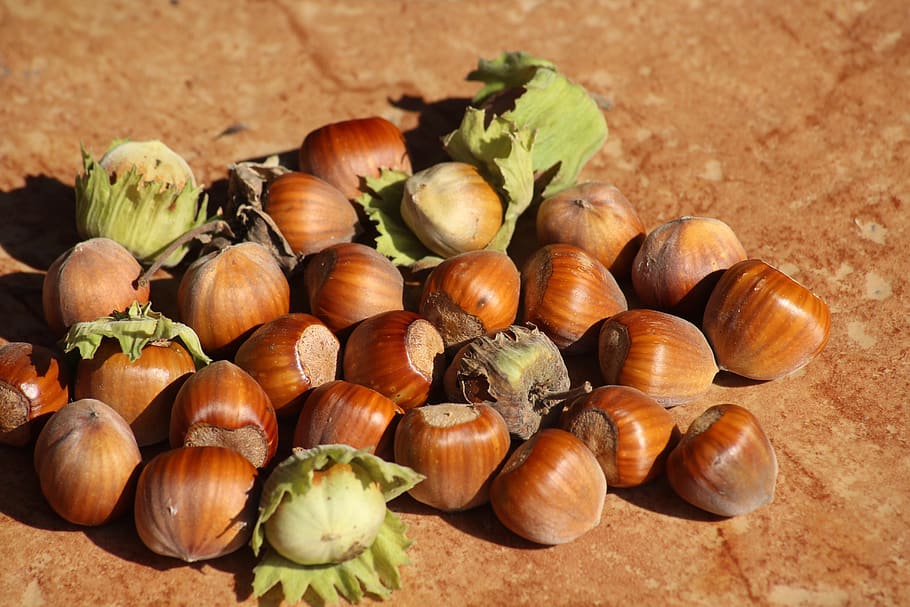hazelnuts, autumn, fruit, nature, brown, food and drink, freshness HD wallpaper