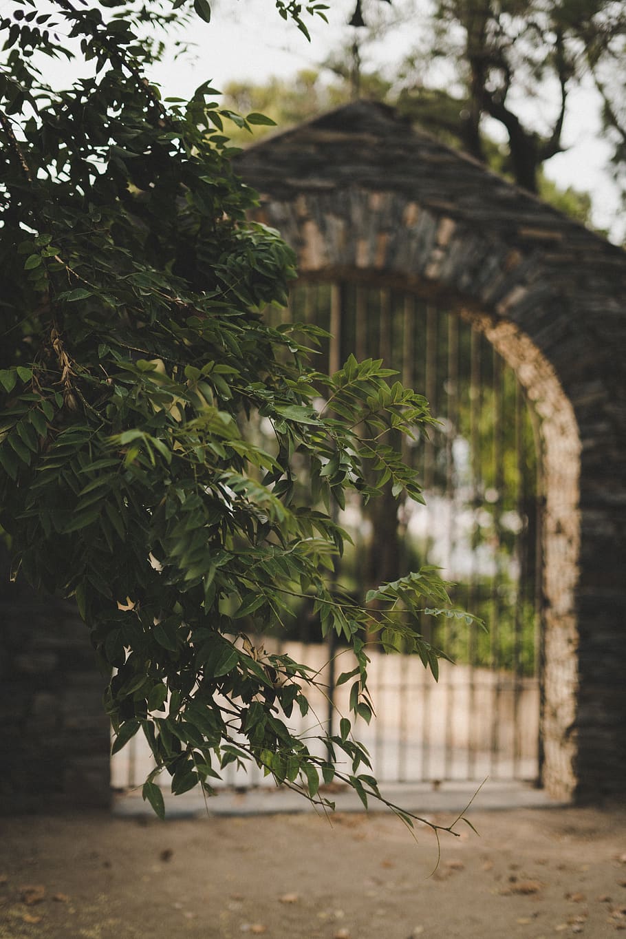 gate, forrest, trees, barcelona, mobile wallpaper, plant, growth HD wallpaper
