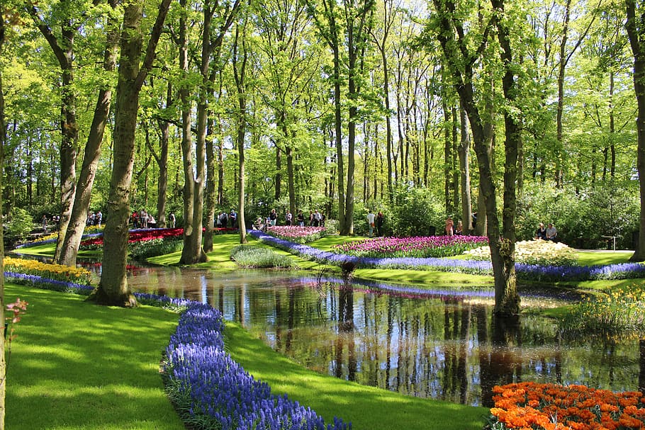 tulips, park, netherlands, keukenhof, garden, flower, flowers, HD wallpaper