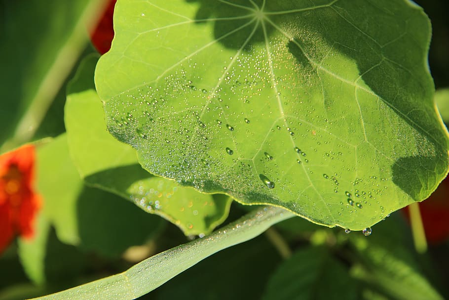 nasturtium, sheet, green, drops, rosa, sunny, bright, summer HD wallpaper