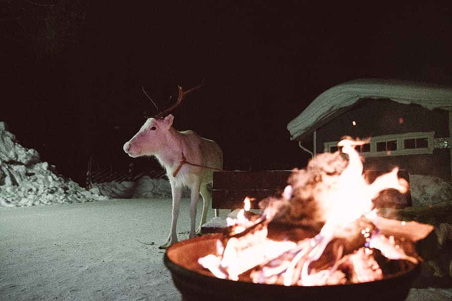deer near bench behind fire during winter, animal, mammal, antelope HD wallpaper