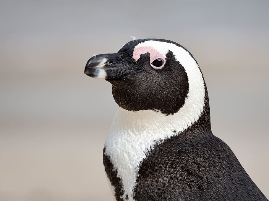 Black and White Penguin, african penguin, animal, animal photography, HD wallpaper