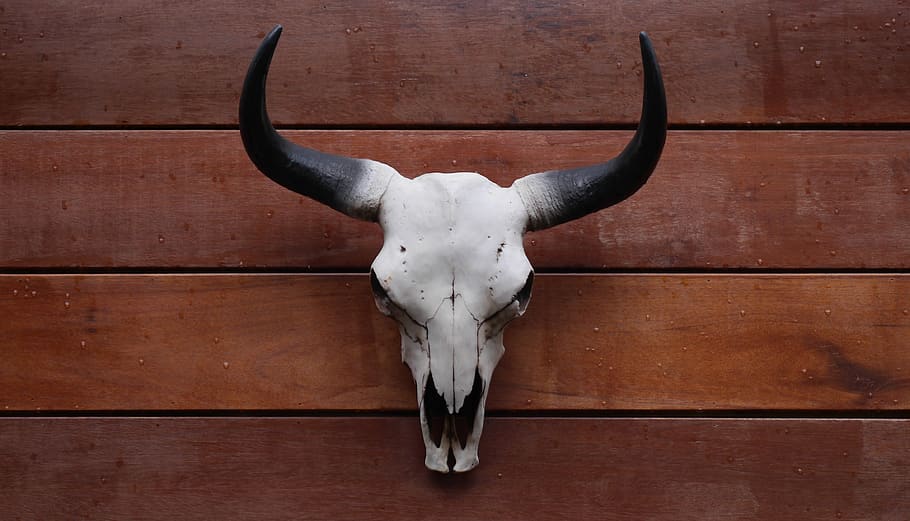 HD wallpaper white and black bull skull logo figure horns red  background  Wallpaper Flare