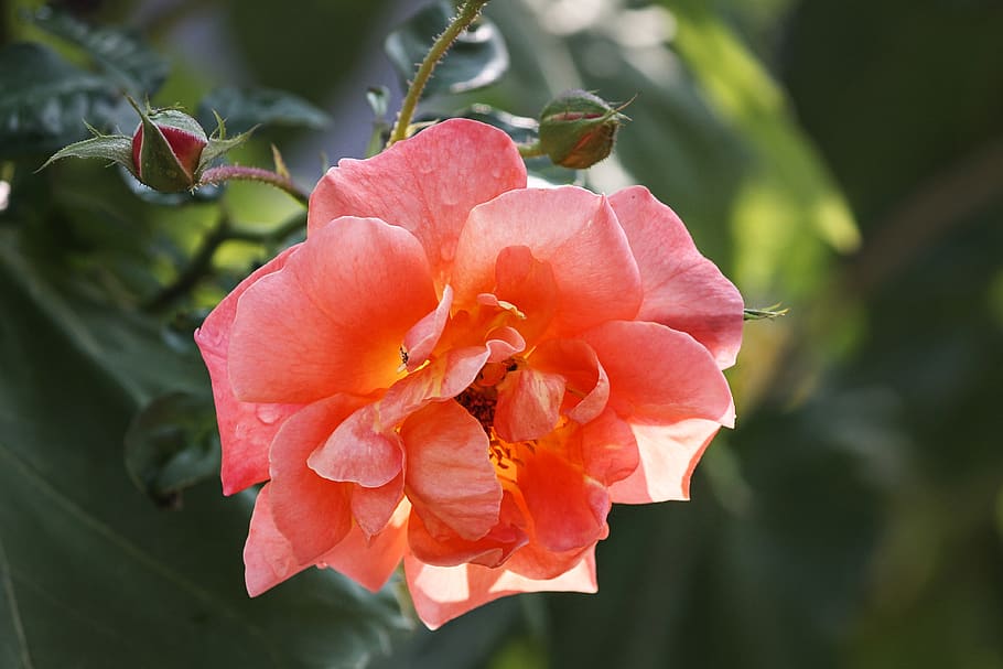 rose, pink, bud, light, tender, rose bloom, pink rose, flower HD wallpaper