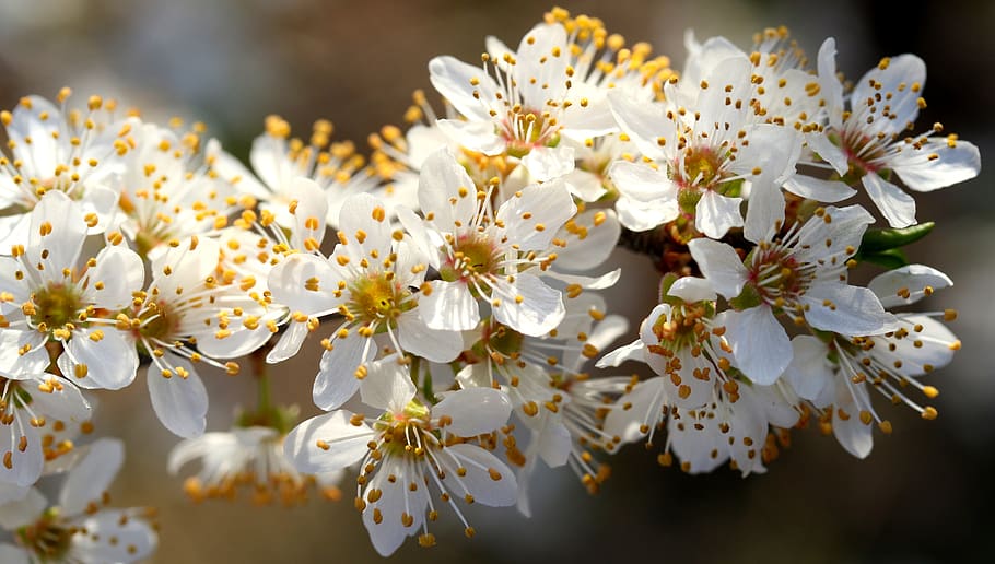 flowers, white, casey, tree, spring, nice, petals, flowering plant HD wallpaper