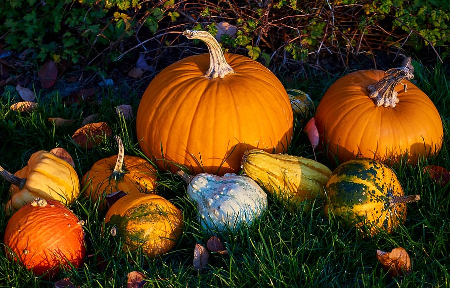 pumpkins, autumn, decoration, decorative squashes, harvest HD wallpaper