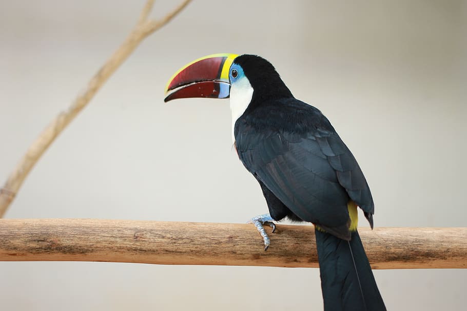 red long beak bird on steam, vertebrate, animal themes, animal wildlife HD wallpaper
