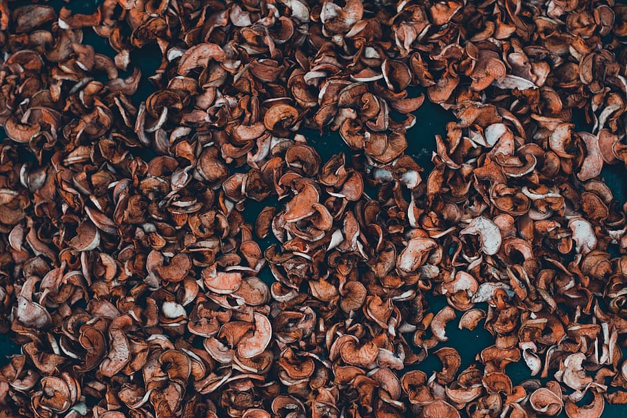 Dried Seeds, beans, brown, close-up, crops, nuts, full frame HD wallpaper