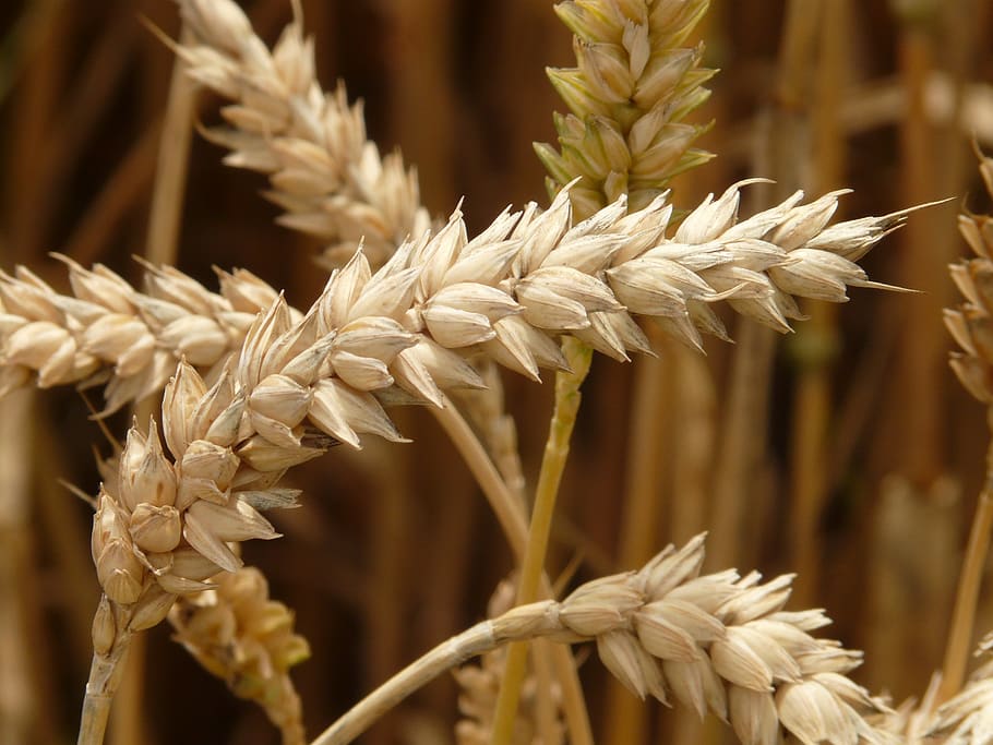 Brown Wheat Grain, blur, close-up, crops, dry, farm, grow, macro HD wallpaper