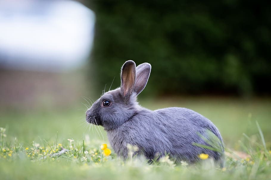 bunny, rabbit, grass, cute, furry, brown, wild, meadow, ears HD wallpaper