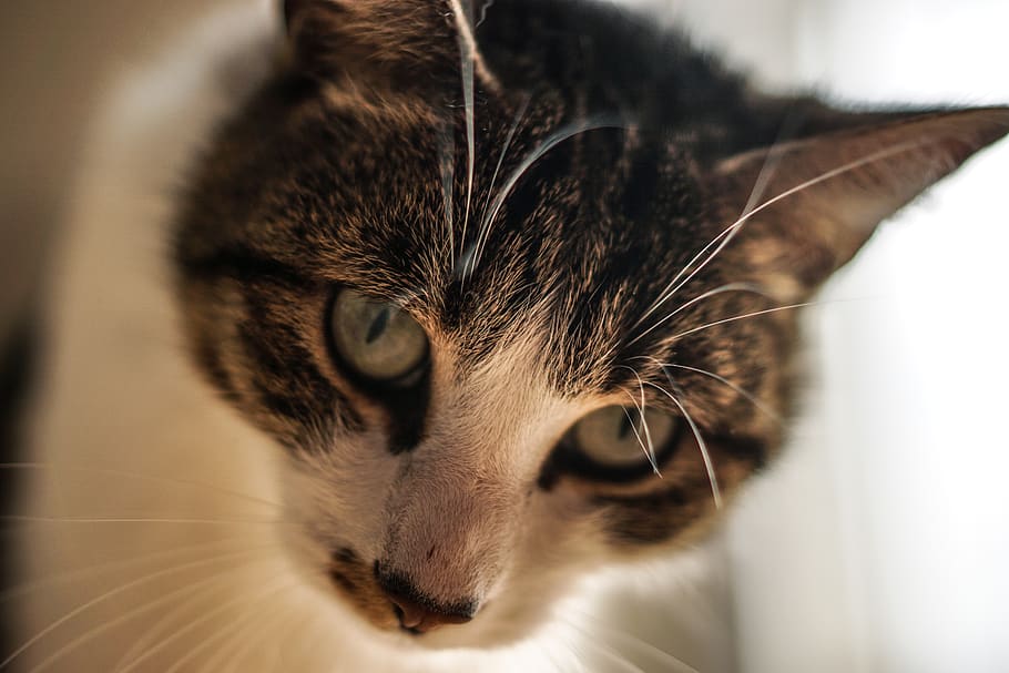 cat, macro, hair, eye, blur, sepia, domestic cat, mammal, one animal HD wallpaper