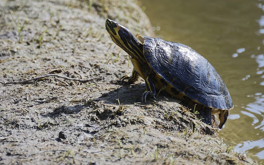 turtle, frog, shell, animals, nature, the pond, water, lake HD wallpaper