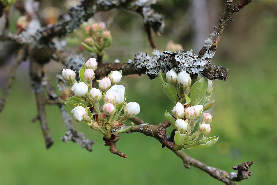 blossom, bloom, branch, pink, tree, bud, spring, plant, color HD wallpaper