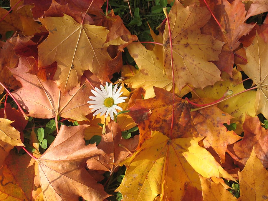 White Flower Surrounded by Red Maple Leaf, bright, daisy, dry HD wallpaper