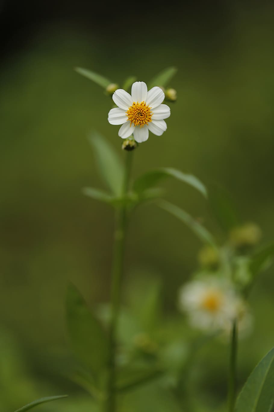 White Chamomile Flower Selective Focus Photography, bloom, blooming HD wallpaper