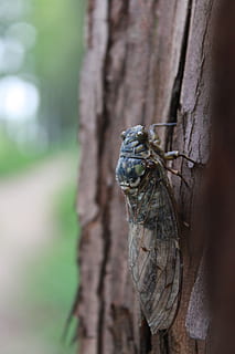 cicada, wood, insects, nature, forest, wing, animal, macro HD wallpaper