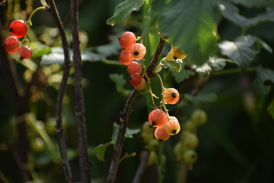 currant, nature, garden, berry, summer, greens, harvest, growth HD wallpaper