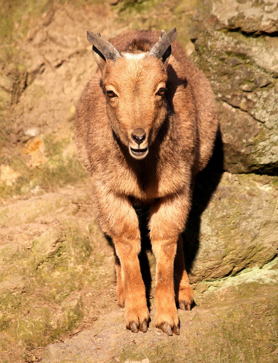 brown camel, mammal, animal, goat, mountain goat, wildlife, zoo troja HD wallpaper