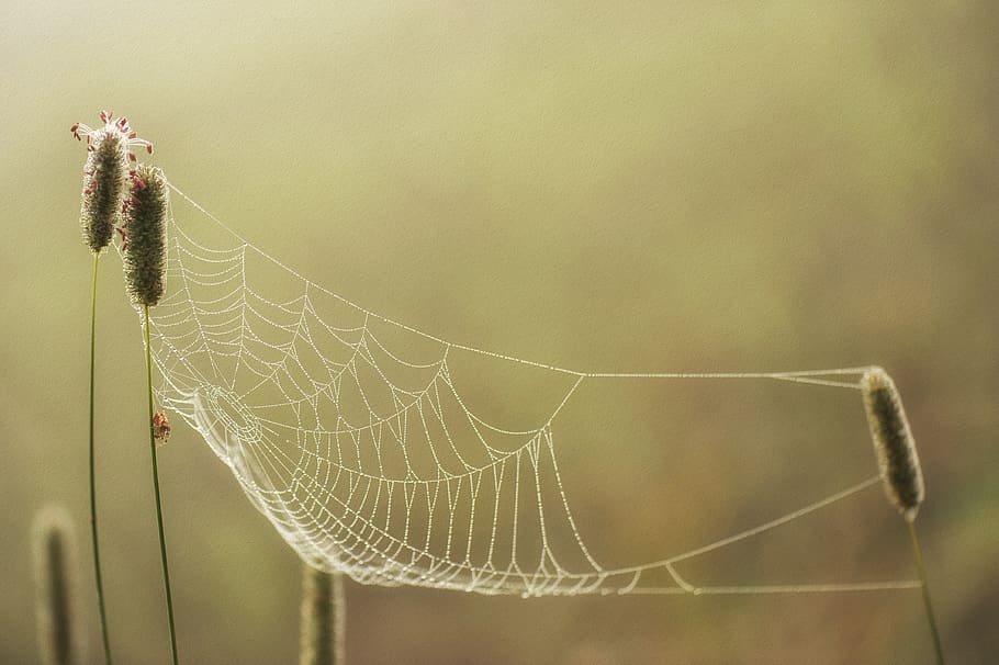 autumn, grass, nature, cobweb, texture, drip, dewdrop, raindrop HD wallpaper