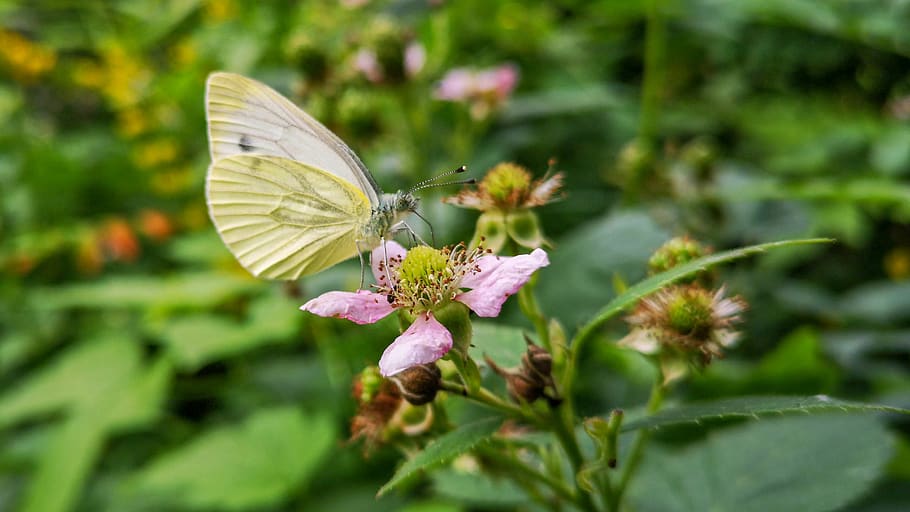 white, butterfly, blossom, bloom, summer, nature, butterflies HD wallpaper