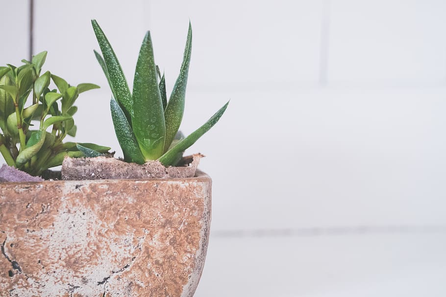 Green Leafed Plant, flowerpot, potted plant, succulent plant HD wallpaper
