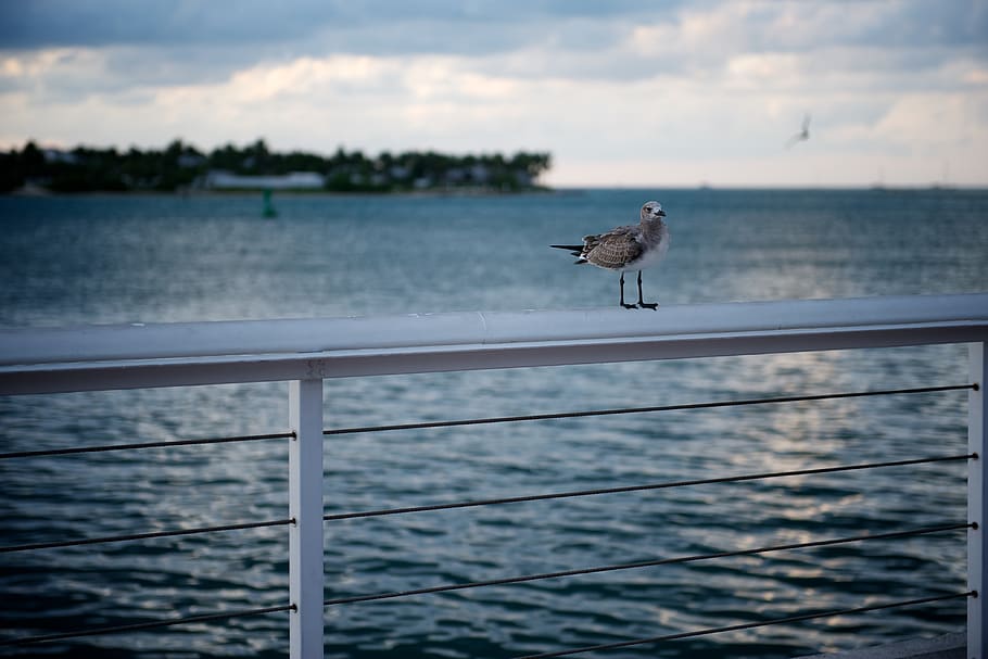 key west, united states, pier, water, ocean, seagull, bird, HD wallpaper