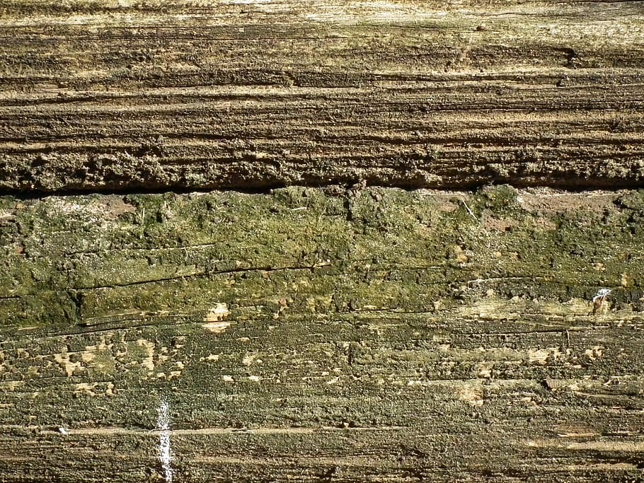 wood, texture, green, brown, pattern, decay, day, full frame HD wallpaper