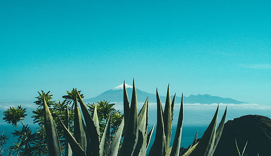 Green Leafed Plants , agave, aloe, mountain, nature, prickly HD wallpaper