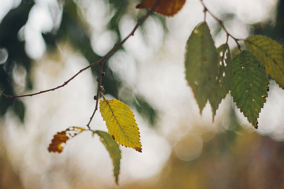 veins, plant, leaf, tree, flare, light, pollen, birch, spring HD wallpaper