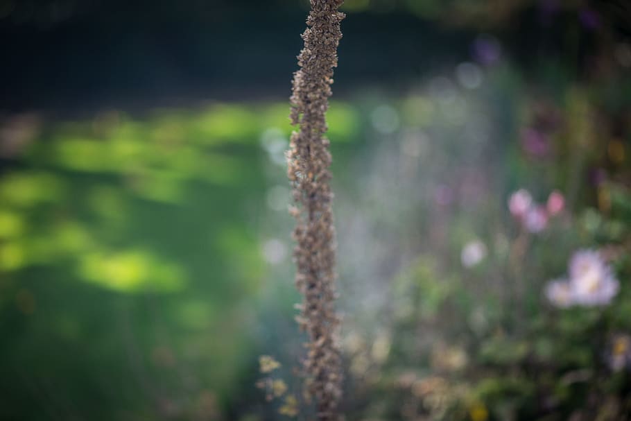flowers, park, garden, trees, forest, plant, growth, nature HD wallpaper