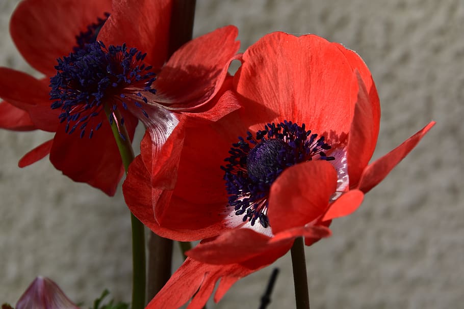 flower, flowering plant, petal, flower head, vulnerability HD wallpaper
