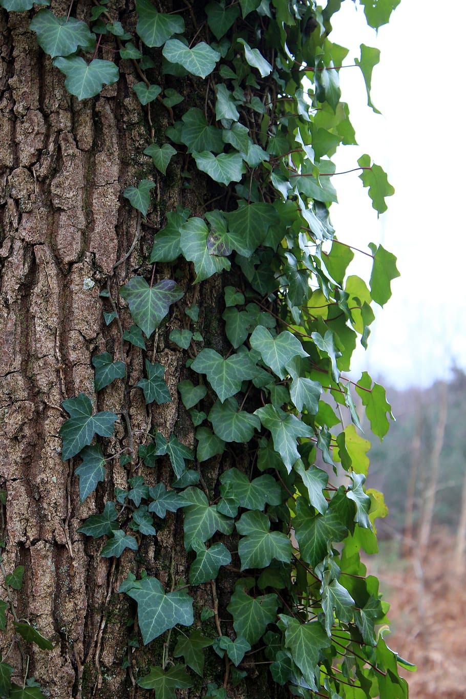 tree, trunc, ivy, three parts, growth, leaf, plant part, green color HD wallpaper