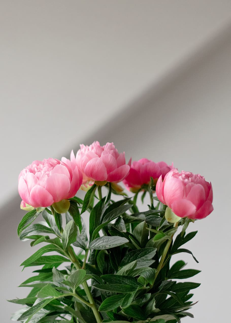blossom, flower, peony, flower arrangement, amsterdam, flower bouquet, HD wallpaper