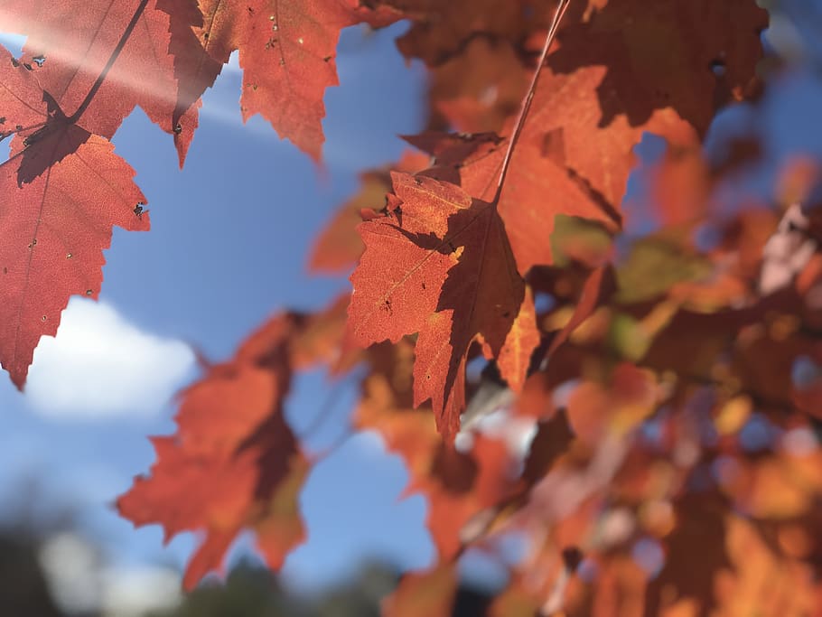 fall, leaf, sun, sunny, orange, autumn, plant part, change HD wallpaper