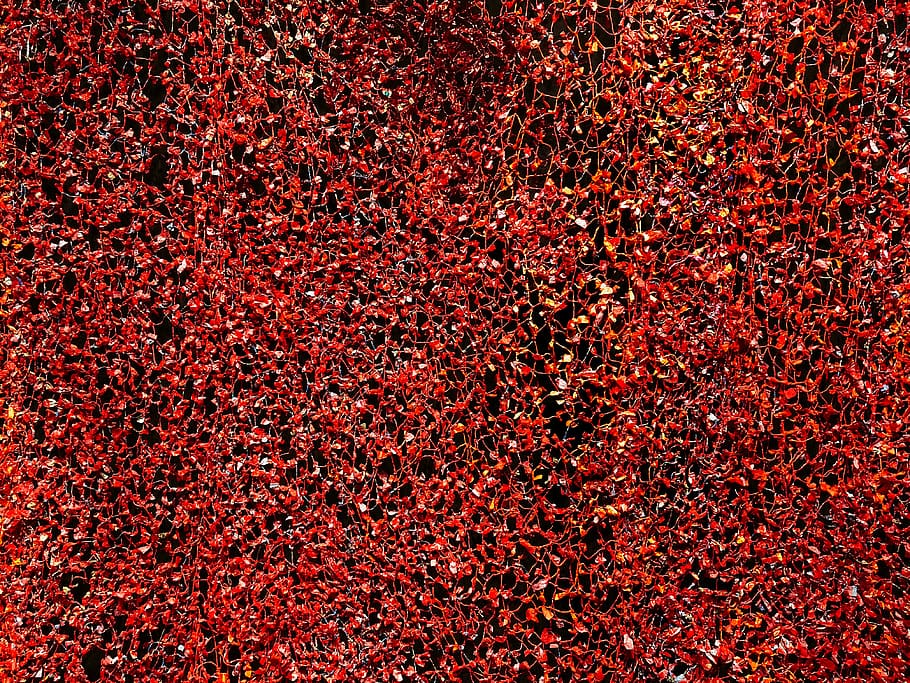 italy, venice, full frame, red, backgrounds, no people, abundance HD wallpaper