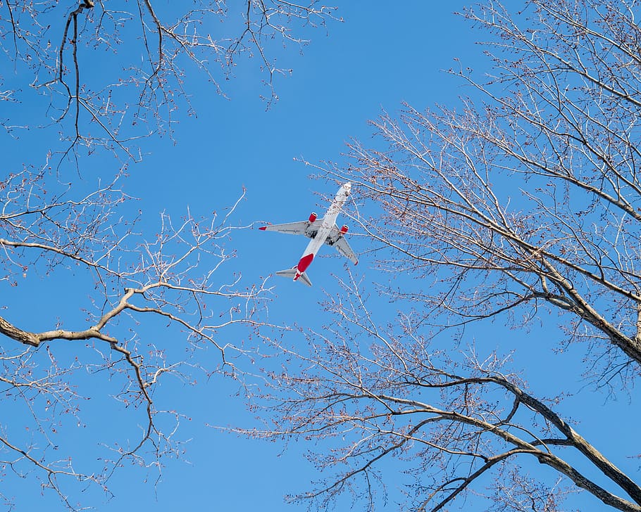 sky, blue, plane, trees, fly, canada, aviation, flying, branch HD wallpaper