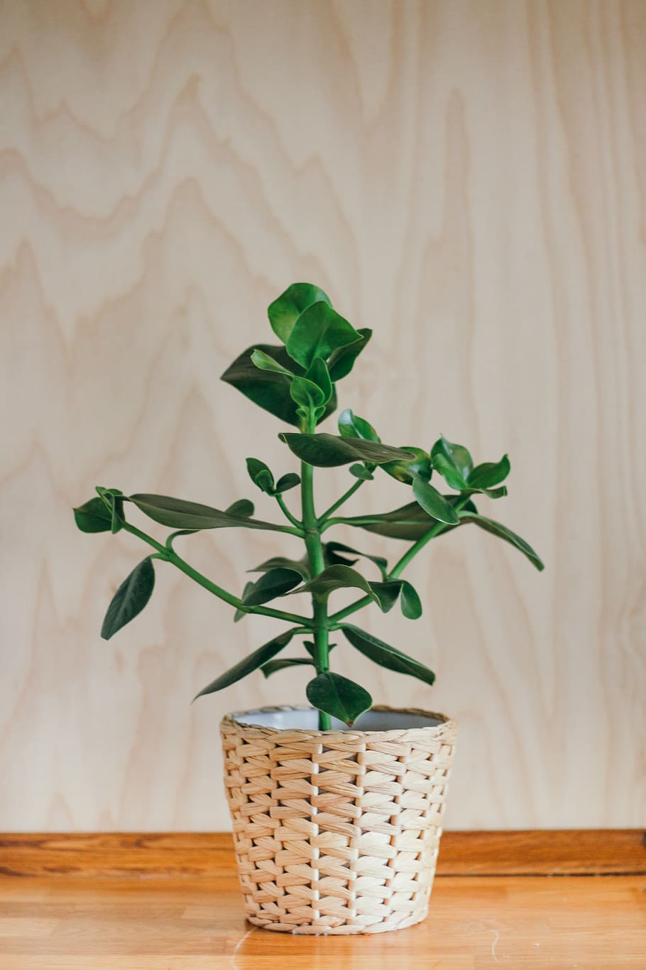 green plant, growth, indoors, potted plant, wall - building feature HD wallpaper