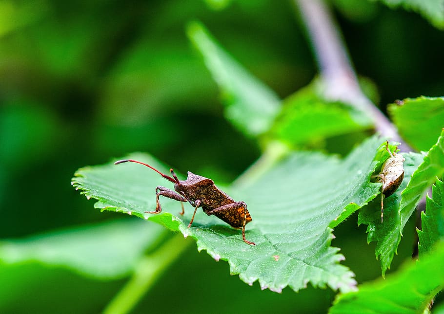 beetle, bug, insect, nature, animal, close up, macro, animal world HD wallpaper